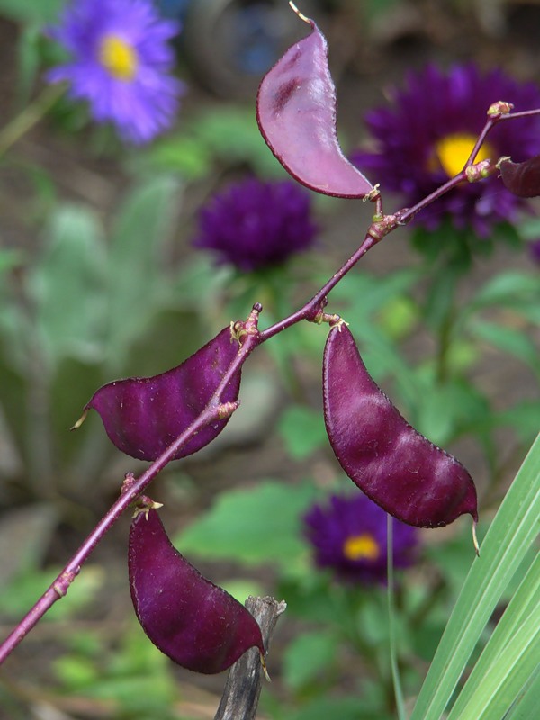 Image of Dolichos purpureus specimen.