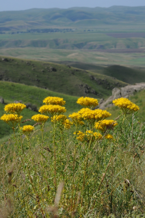 Image of Hypericum scabrum specimen.