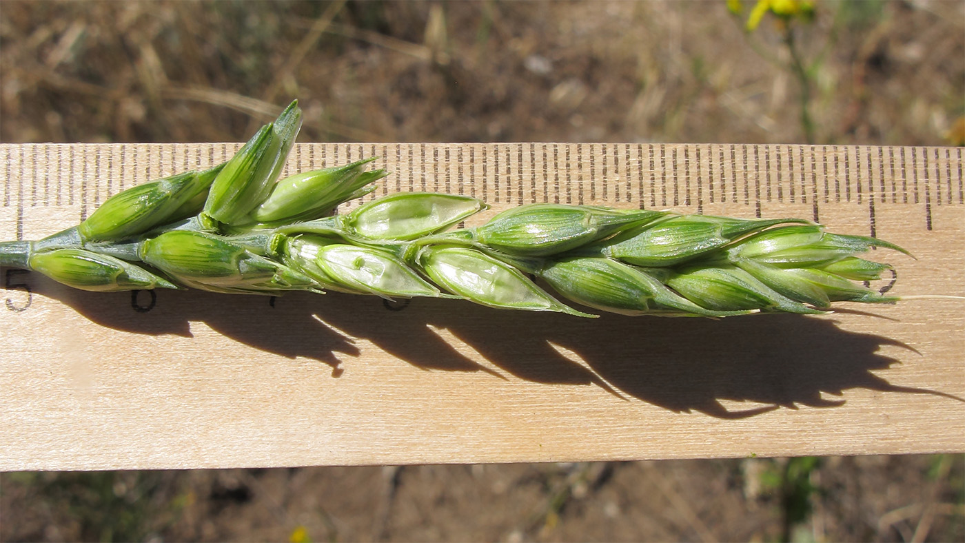 Image of Triticum aestivum specimen.