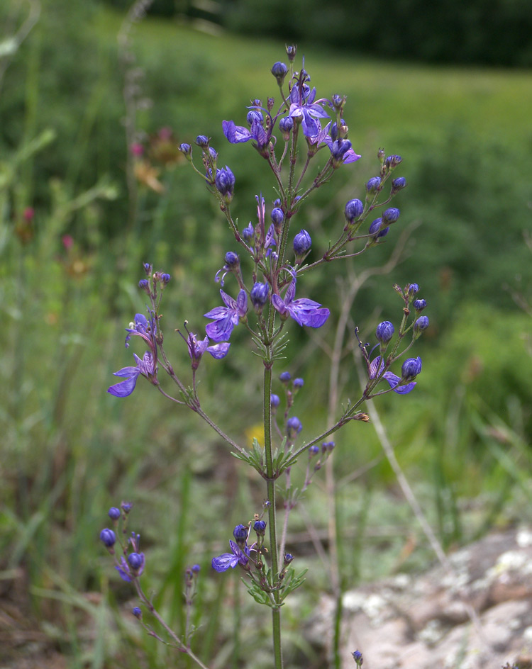 Изображение особи Teucrium orientale.