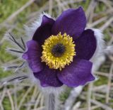 Pulsatilla halleri subspecies rhodopaea