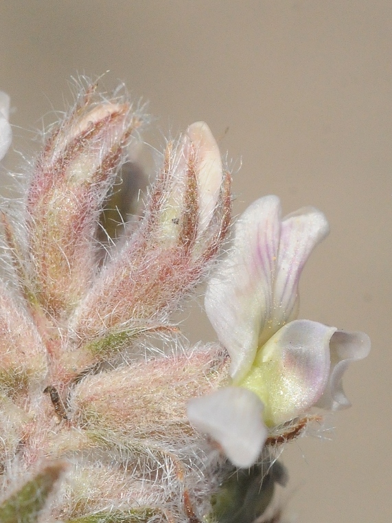 Изображение особи Oxytropis brachycarpa.