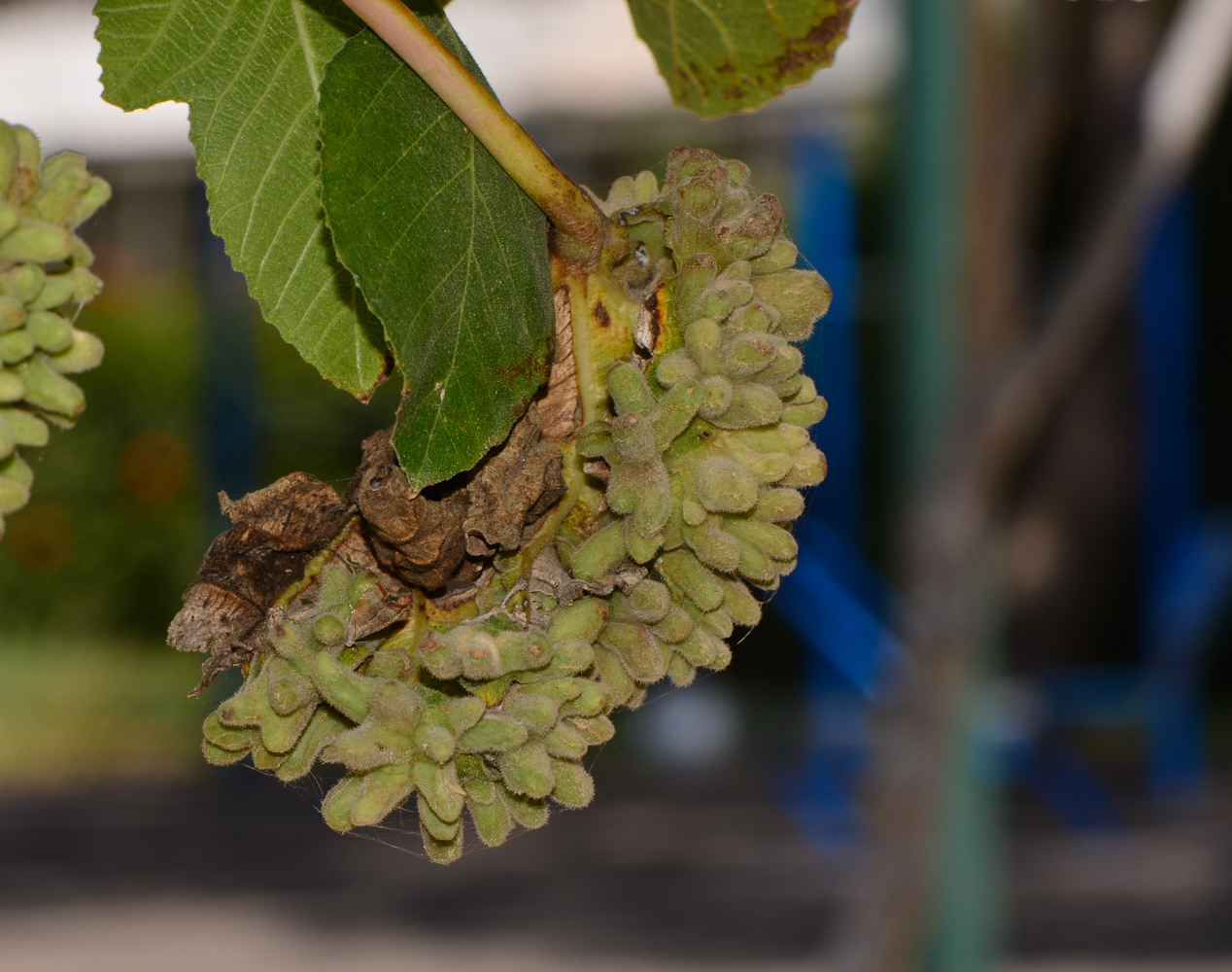 Image of Ficus carica specimen.