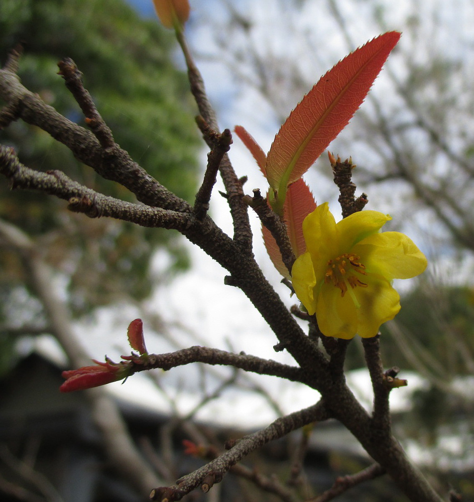 Image of Ochna serrulata specimen.