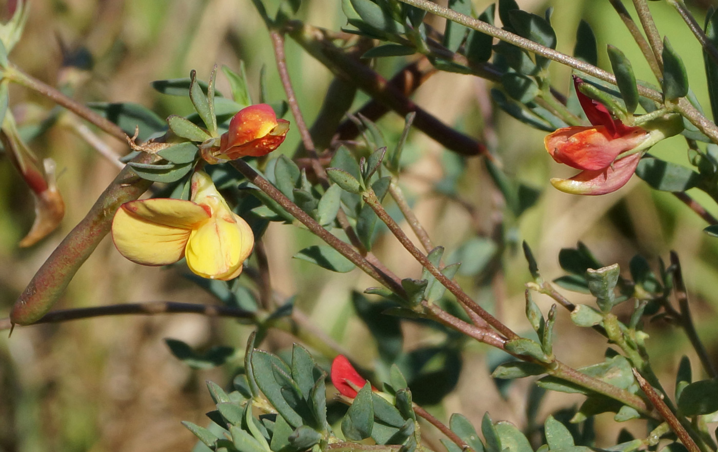 Image of Lotus sergievskiae specimen.