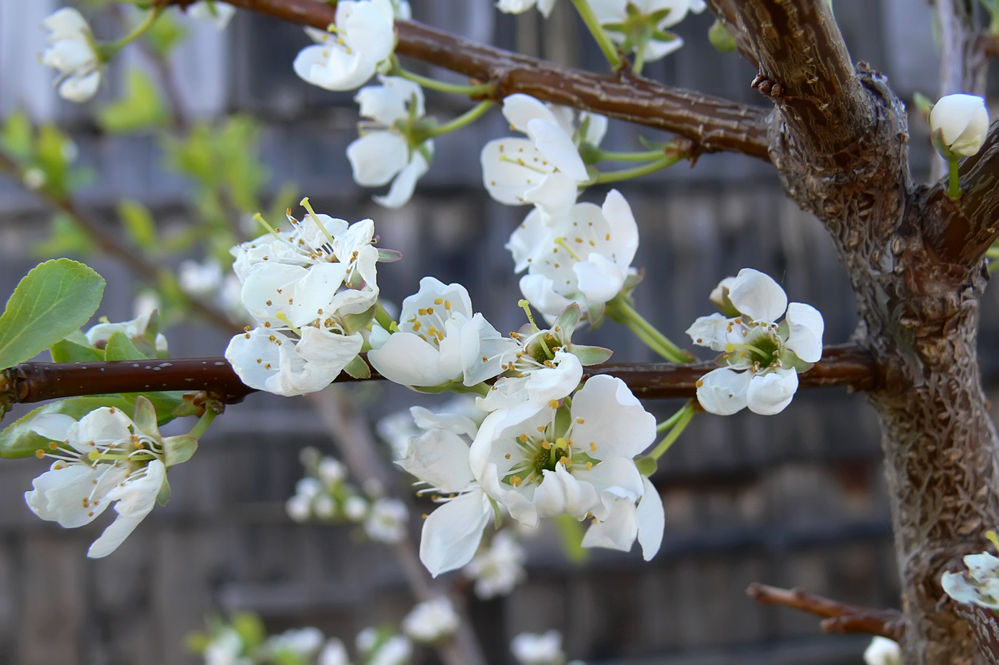 Изображение особи Prunus domestica.