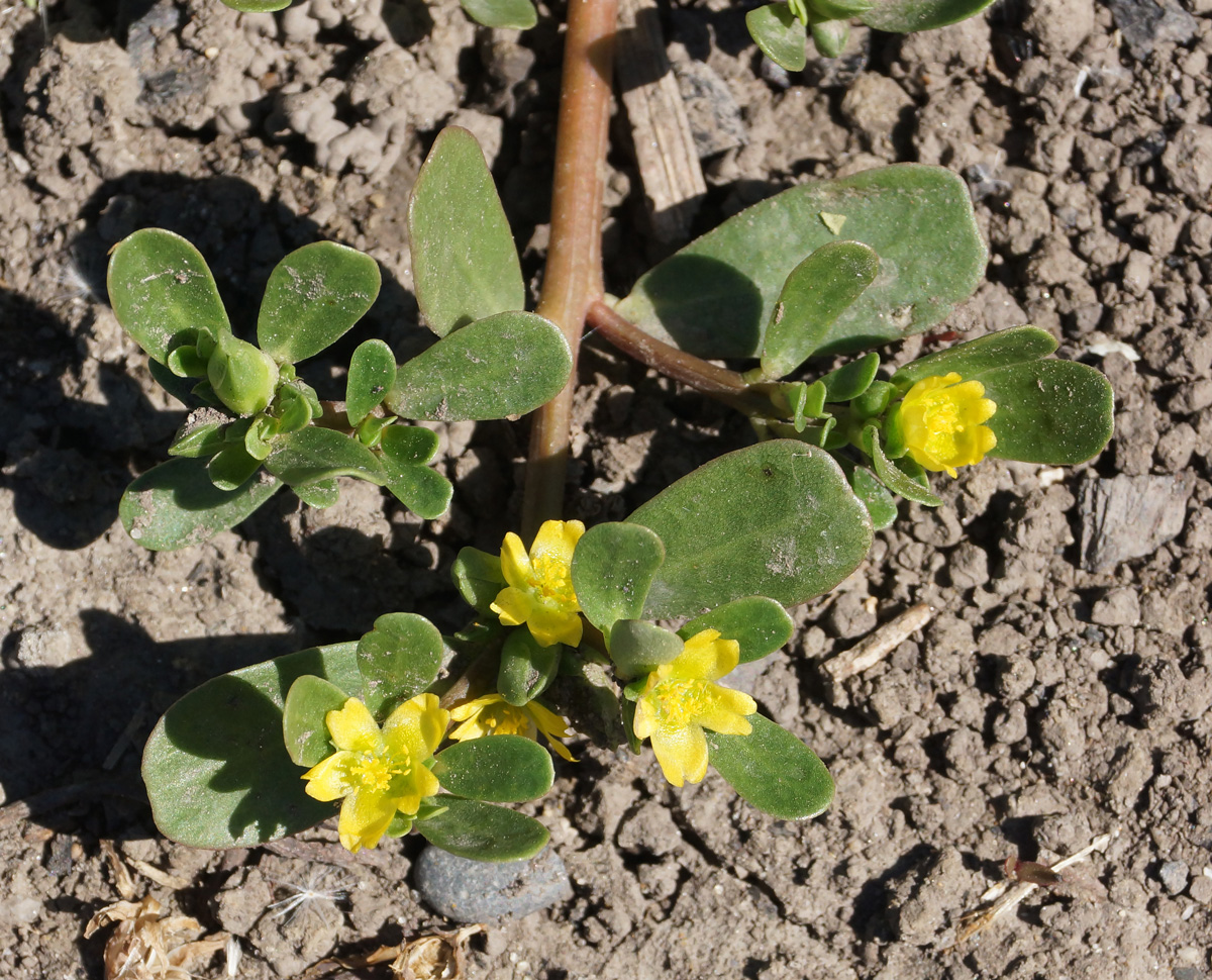 Изображение особи Portulaca oleracea.