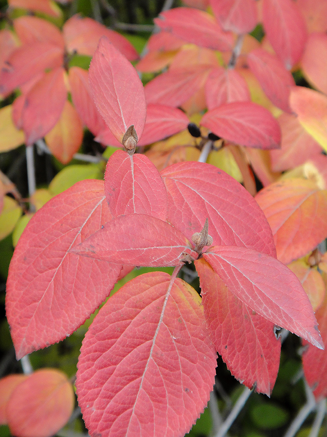 Image of Viburnum burejaeticum specimen.