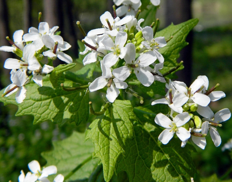 Image of Alliaria petiolata specimen.