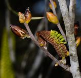 Hakea bucculenta. Развивающиеся, раскрывающиеся соцветия и соцветие с развивающимися бутонами. Израиль, Шарон, пос. Кфар Монаш, ботанический сад \"Хават Ганой\". 31.01.2016.