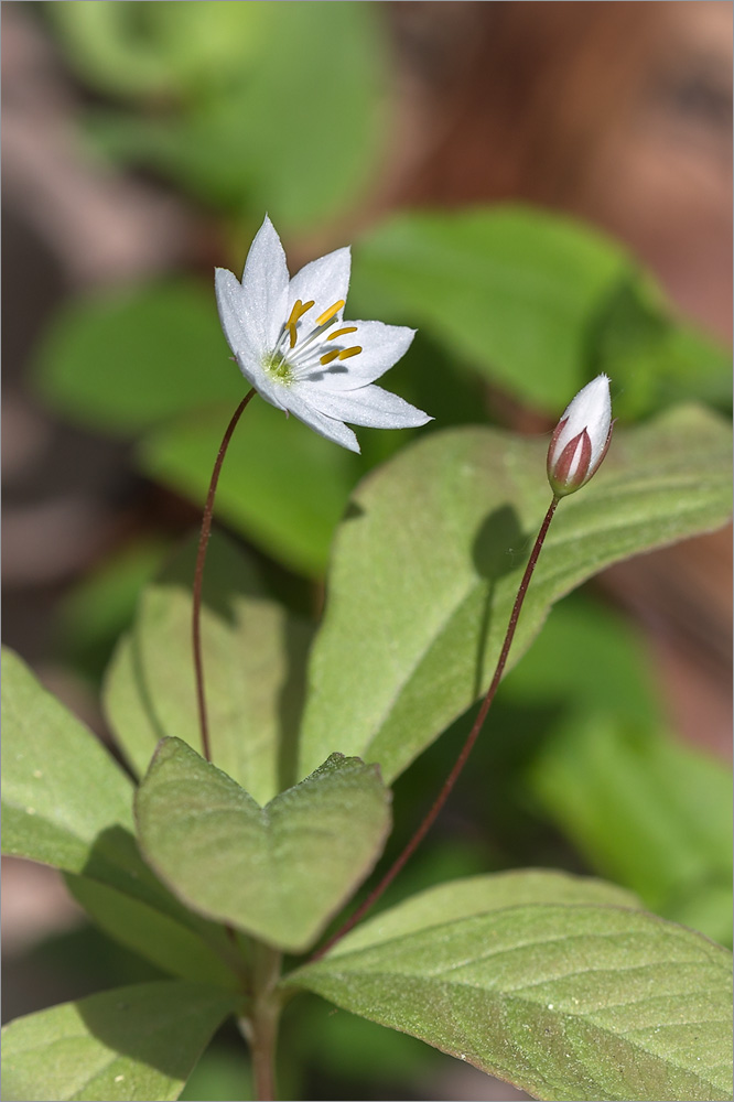 Изображение особи Trientalis europaea.