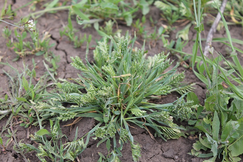 Изображение особи Sclerochloa dura.