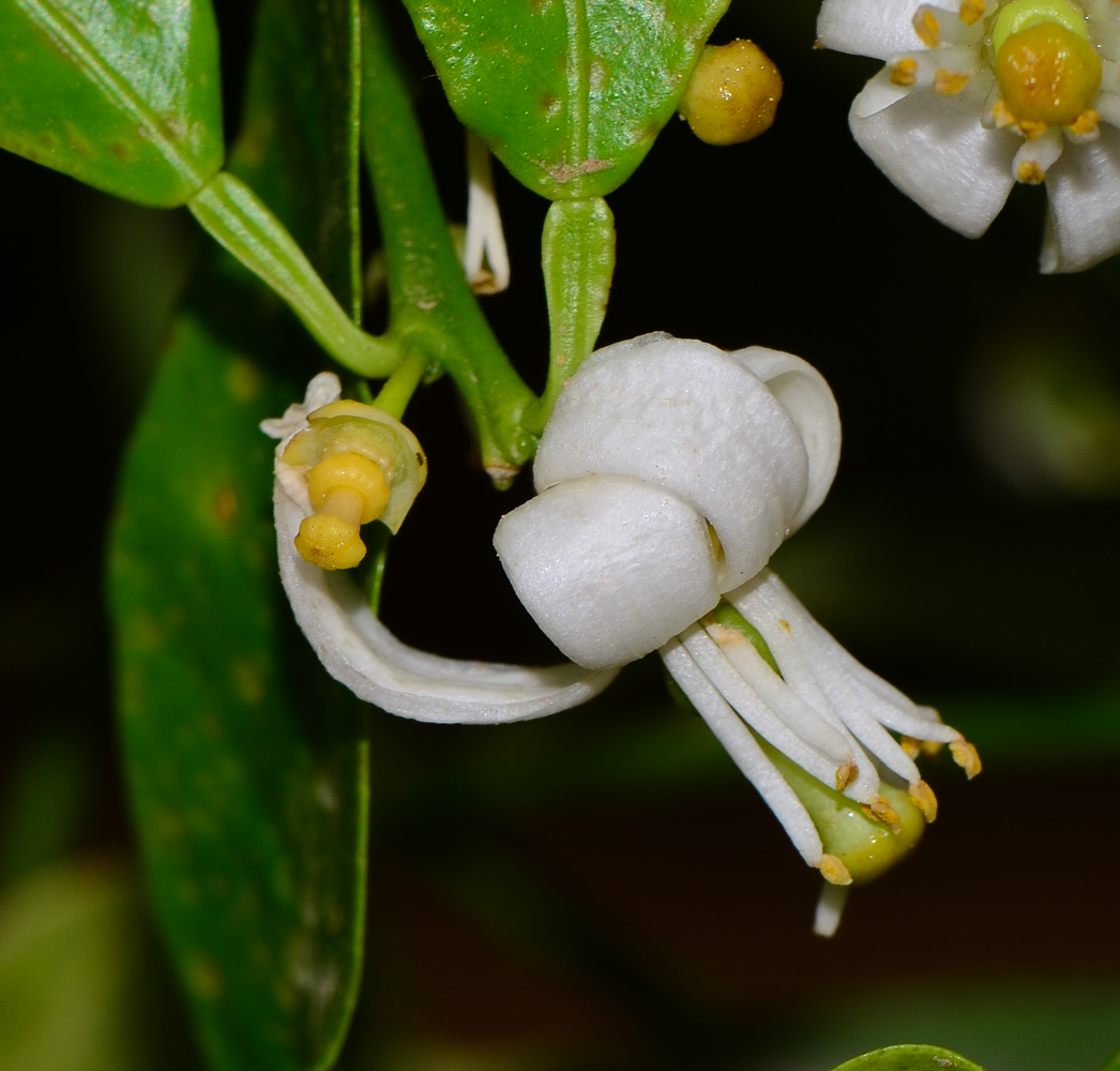 Изображение особи Citrus reticulata.