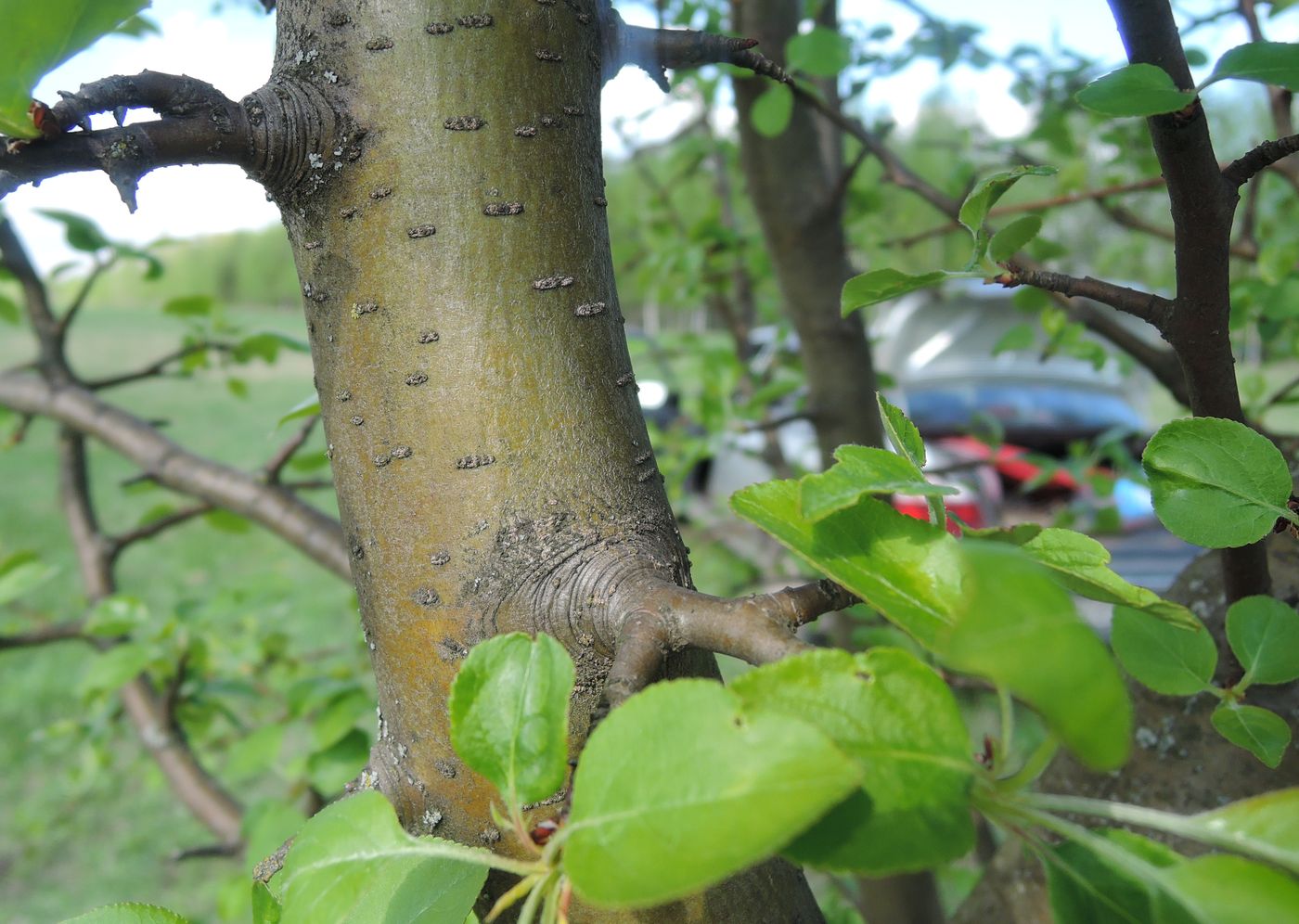 Image of Malus domestica specimen.