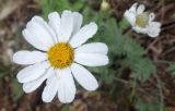 Pyrethrum poteriifolium