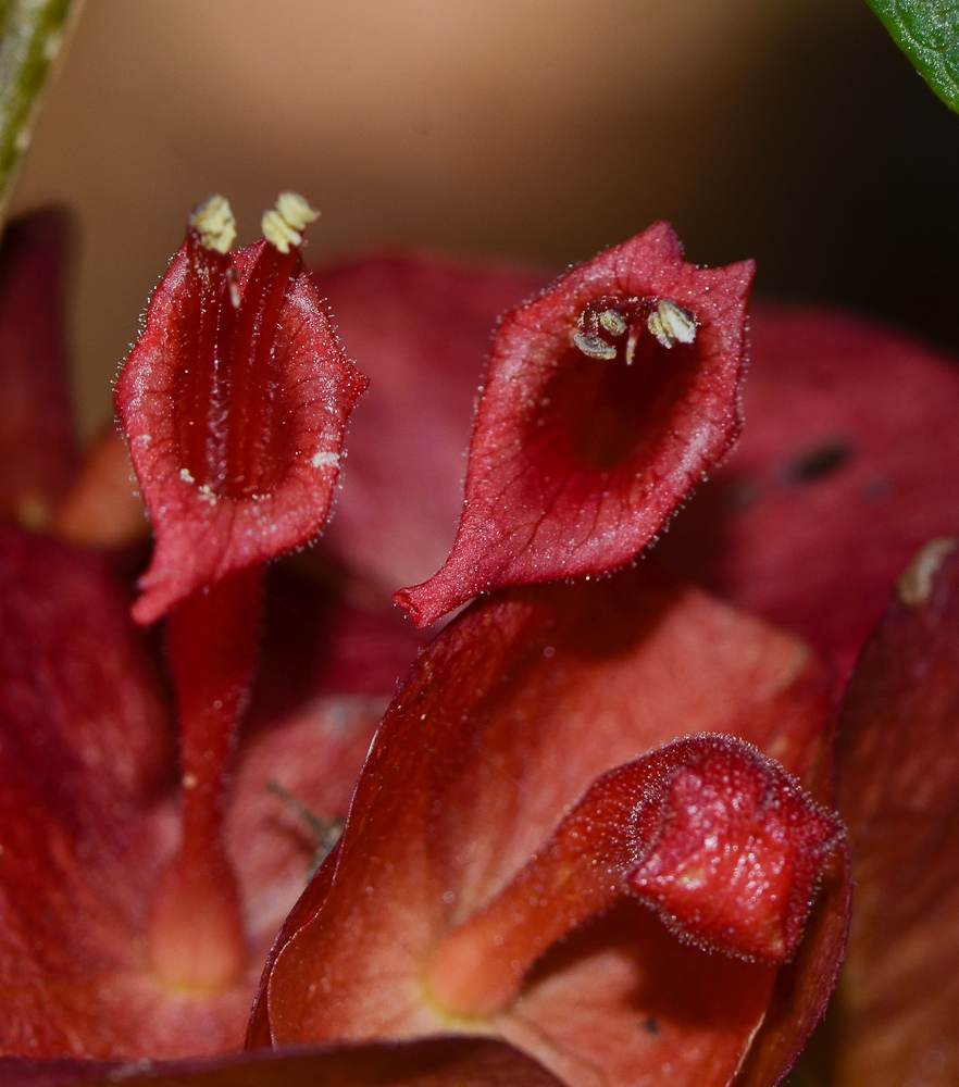 Изображение особи Holmskioldia sanguinea.