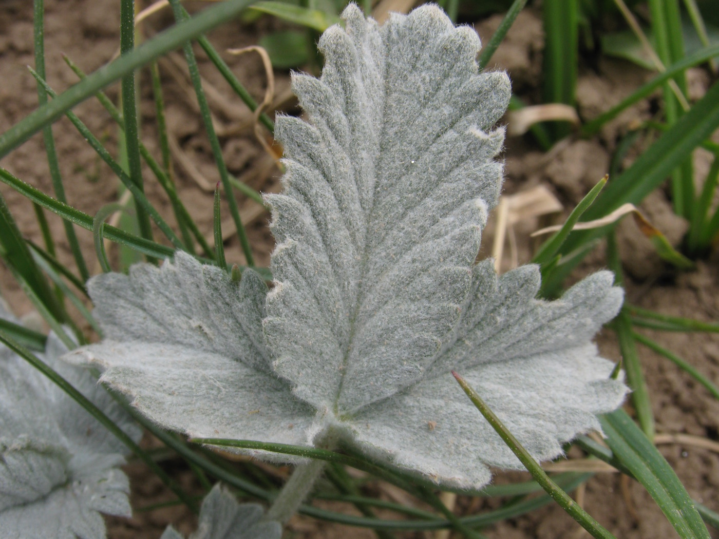 Image of Potentilla grisea specimen.