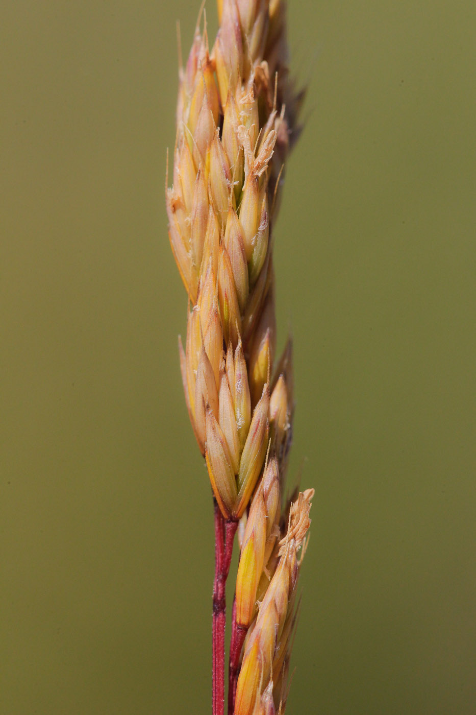 Изображение особи семейство Poaceae.