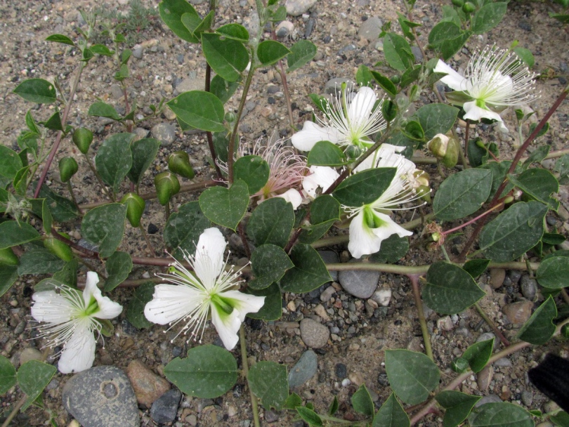 Image of Capparis herbacea specimen.