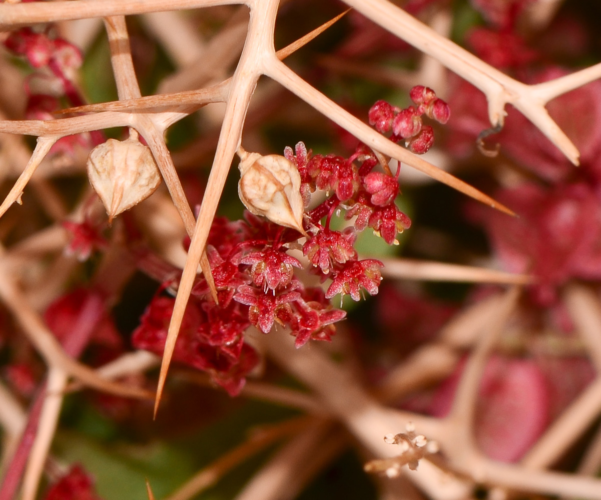 Image of Rumex vesicarius specimen.