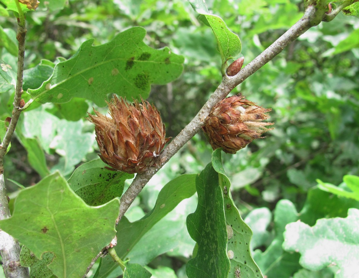 Image of Quercus robur specimen.