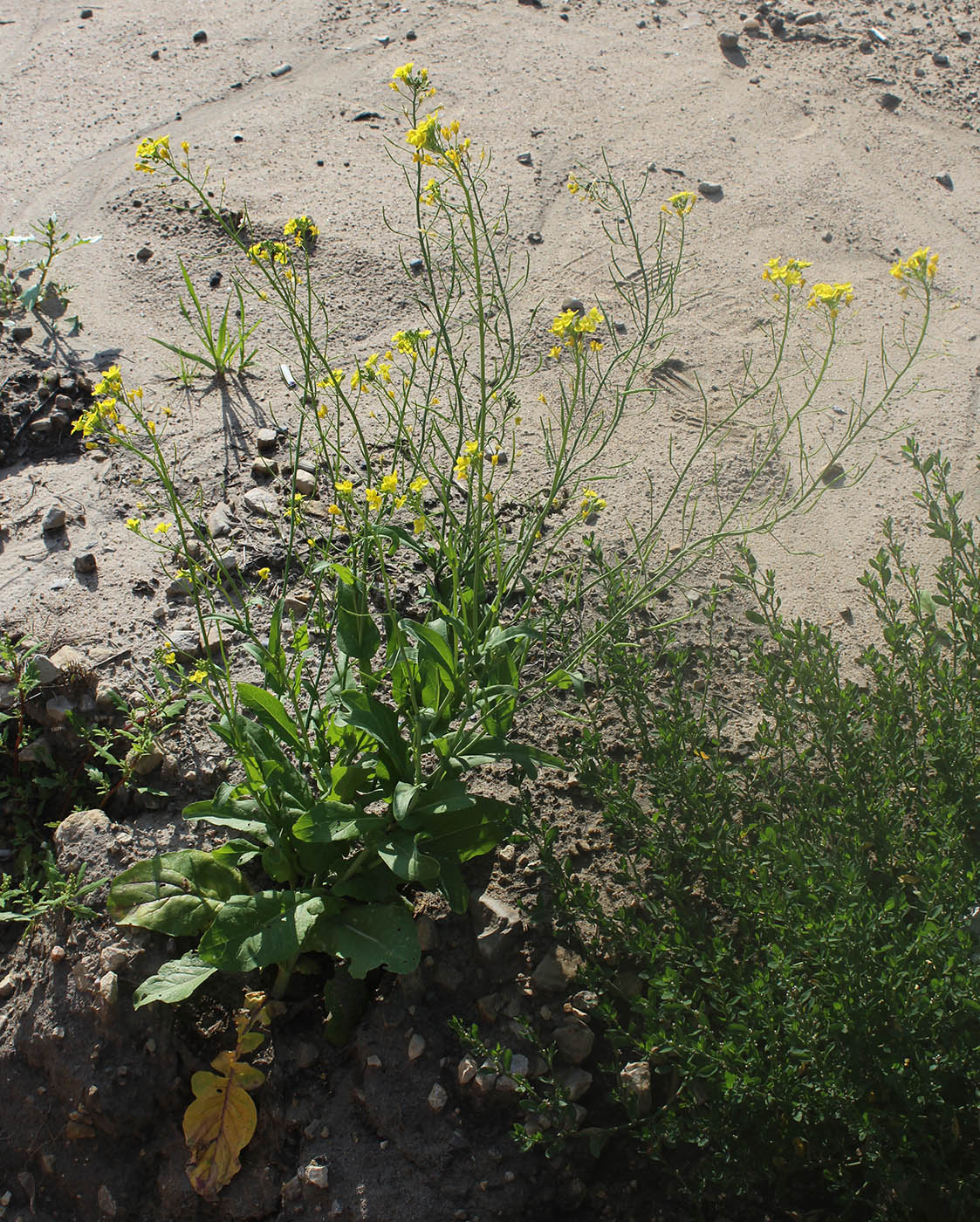 Image of Brassica campestris specimen.