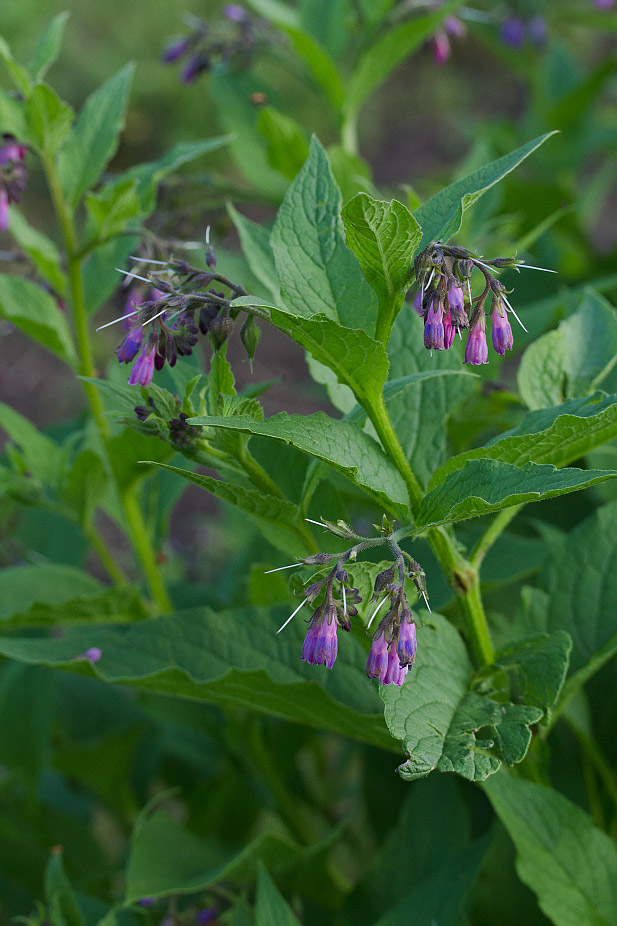 Image of Symphytum officinale specimen.