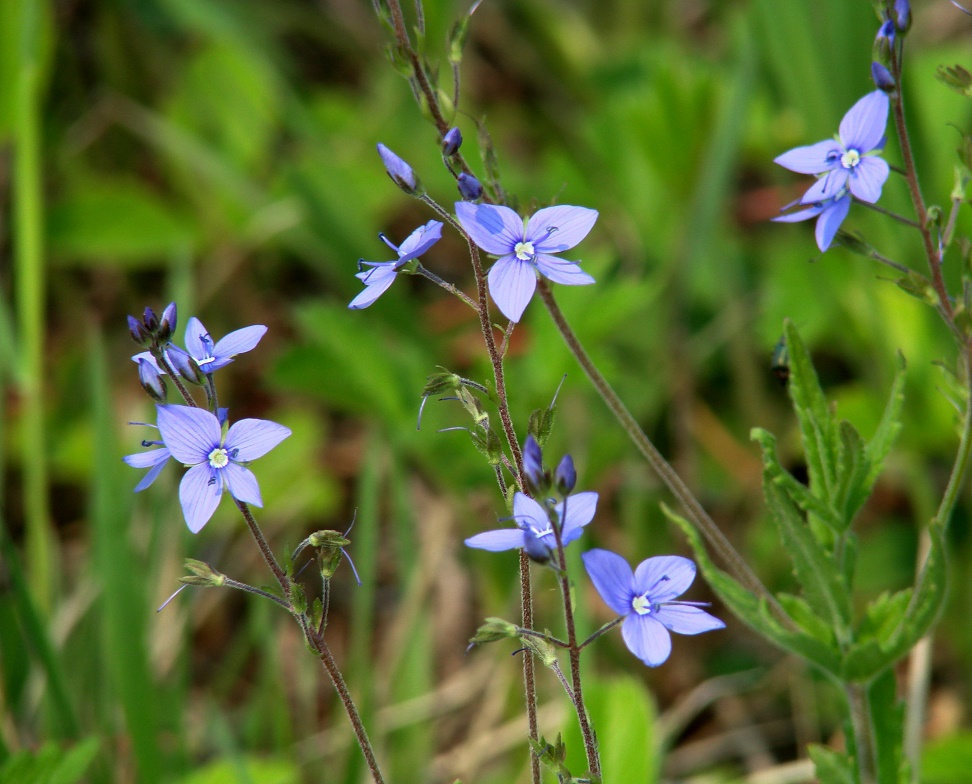 Image of Veronica krylovii specimen.