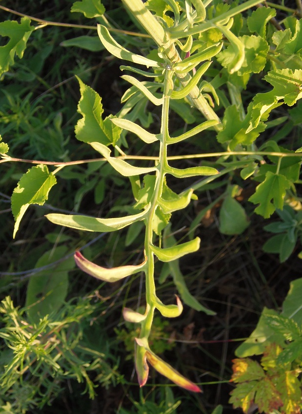 Image of Centaurea adpressa specimen.