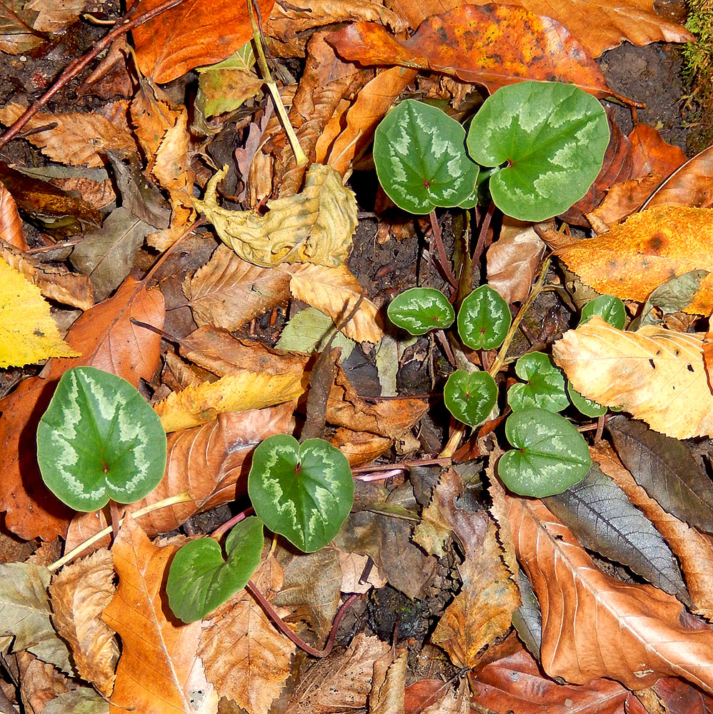 Изображение особи Cyclamen coum.