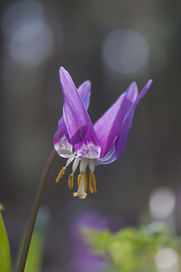 Изображение особи Erythronium sibiricum.