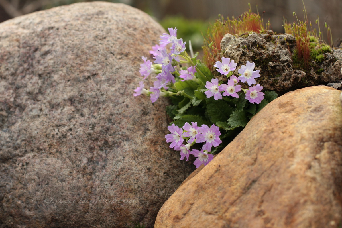 Изображение особи Primula odontocalyx.