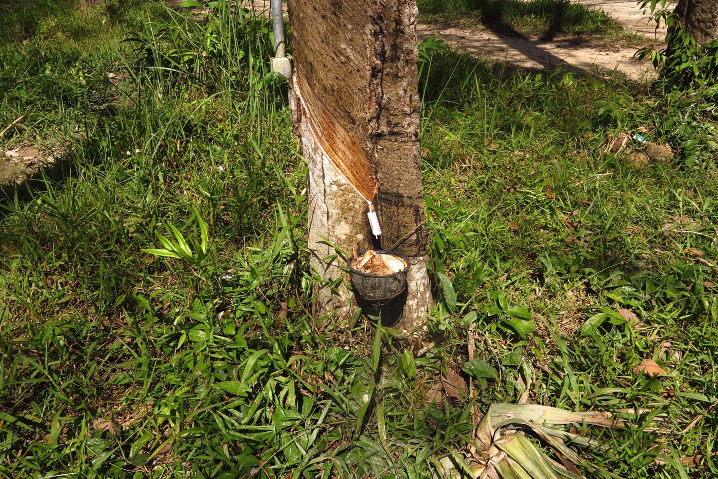 Image of Hevea brasiliensis specimen.