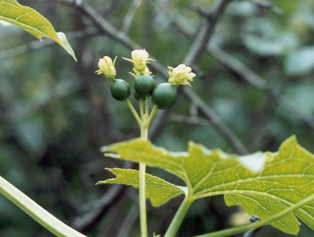 Image of Bryonia alba specimen.