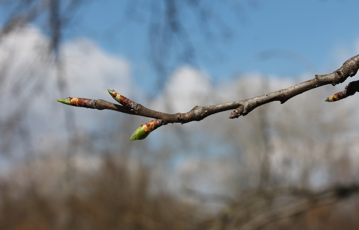 Изображение особи Prunus domestica.