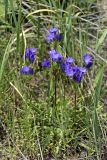 Gentiana olivieri