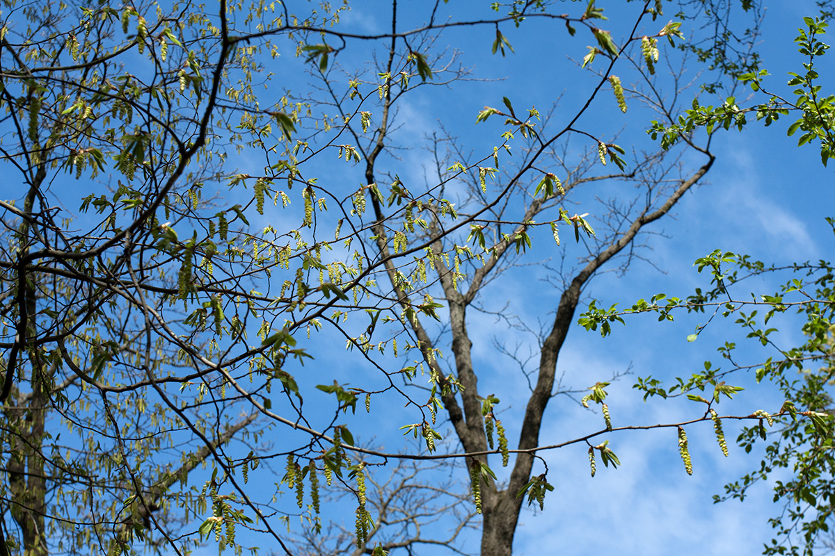 Image of Carpinus betulus specimen.