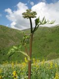 Paraligusticum discolor. Верхушка зацветающего растения. Южный Казахстан, Таласский Алатау, запов. Аксу-Жабаглы, ущ. Улькен-Каинды, выс. 2100 м н.у.м., разнотравный луг под склоном сев. экспозиции. 11 июня 2017 г.