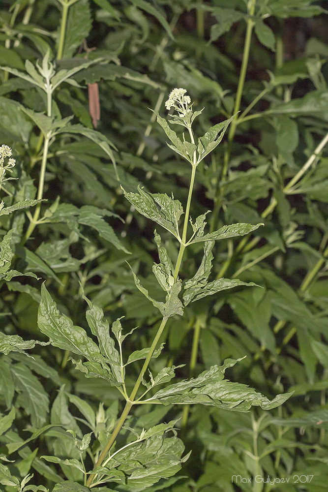 Image of Eupatorium cannabinum specimen.