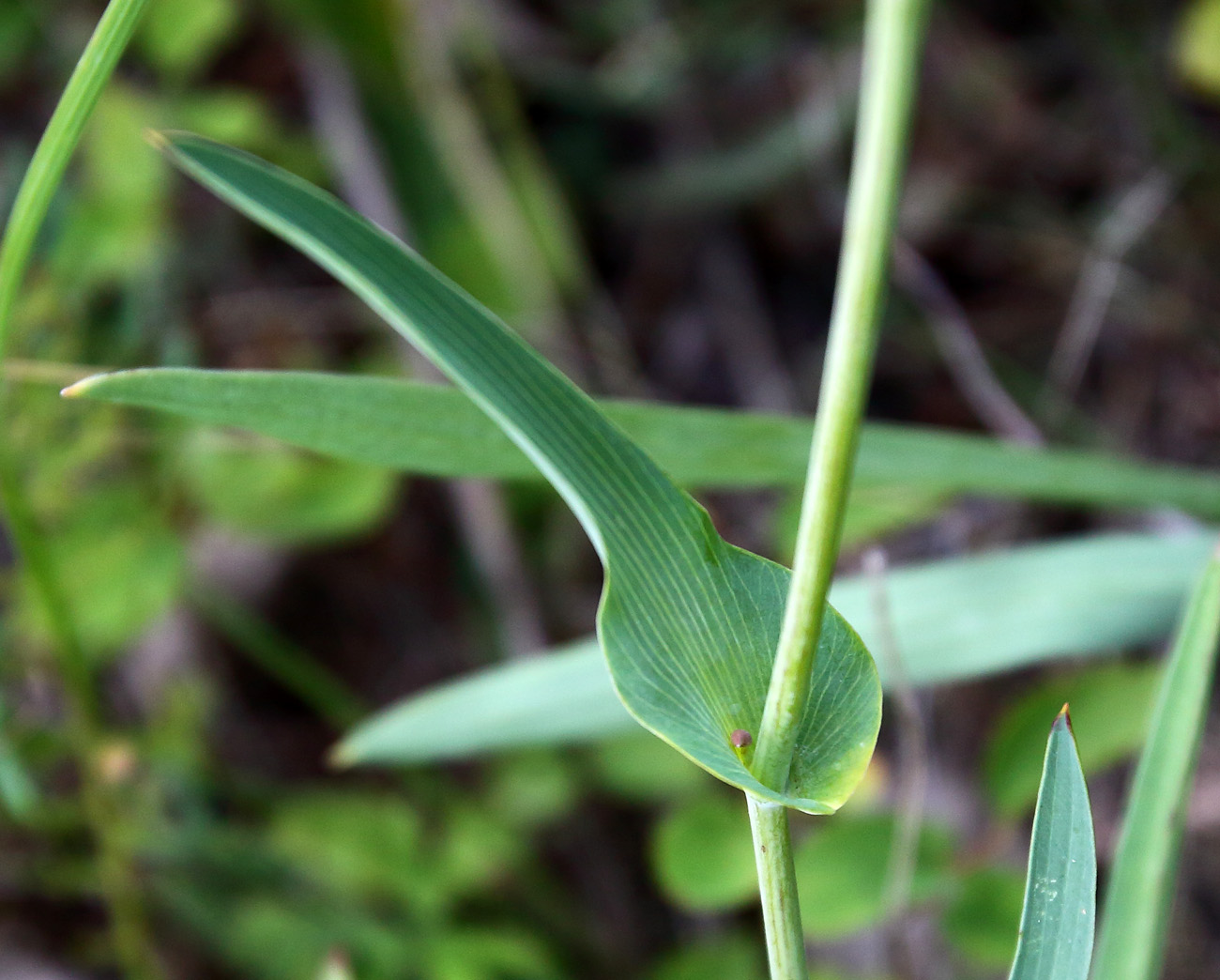 Image of Bupleurum multinerve specimen.