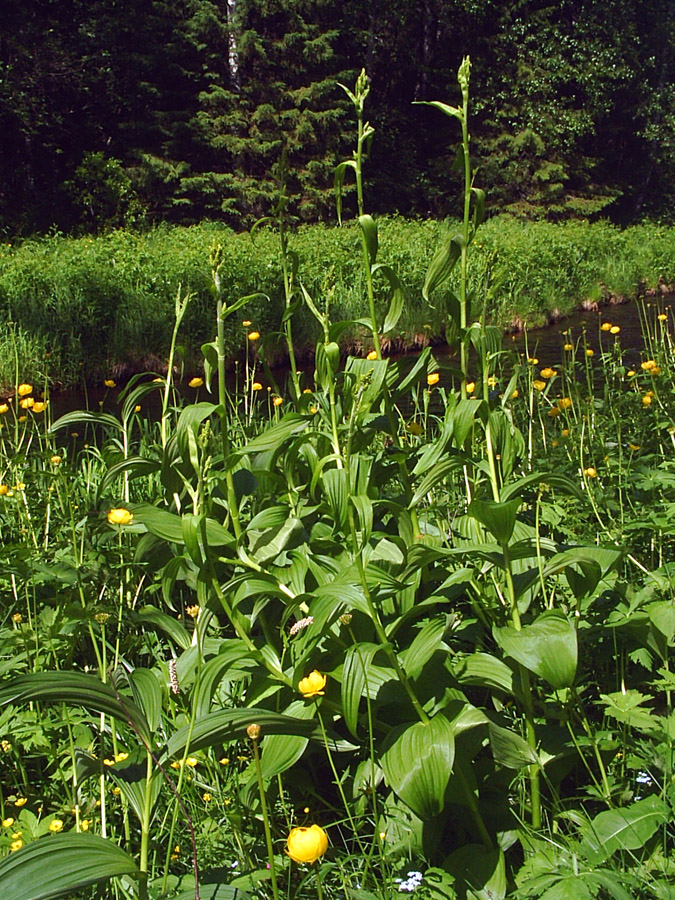 Изображение особи Veratrum lobelianum.