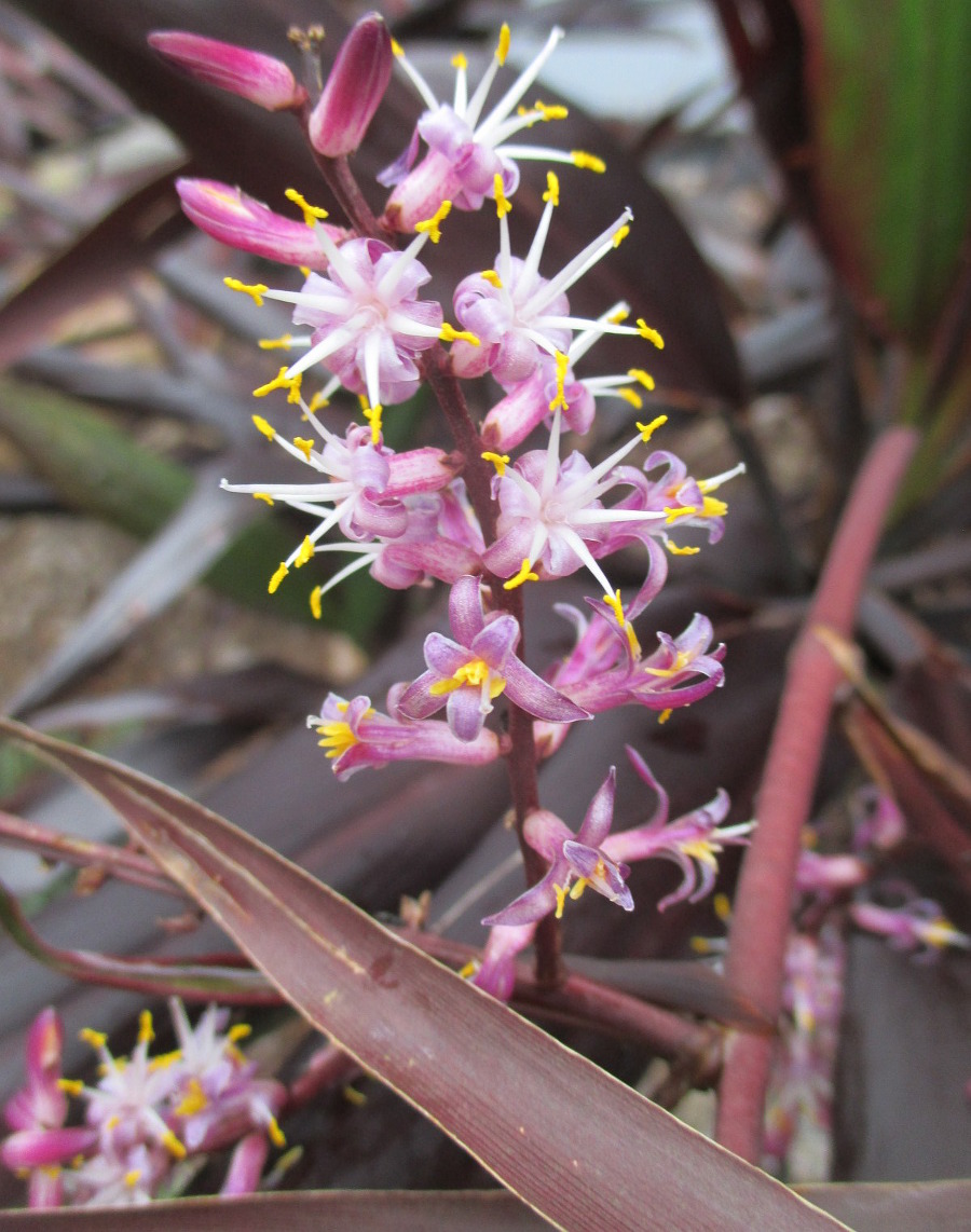 Image of Cordyline rubra specimen.