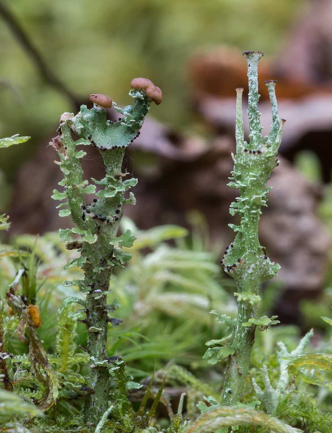 Изображение особи Cladonia phyllophora.