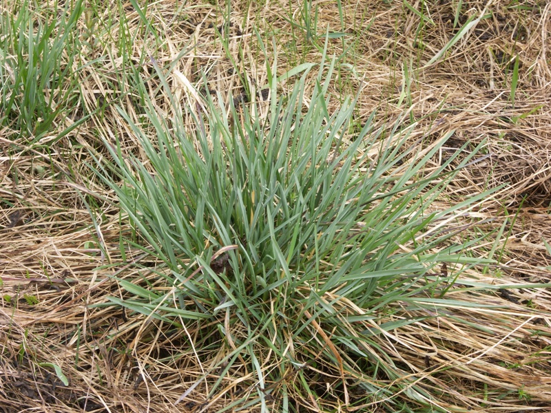 Image of Helictotrichon pratense specimen.