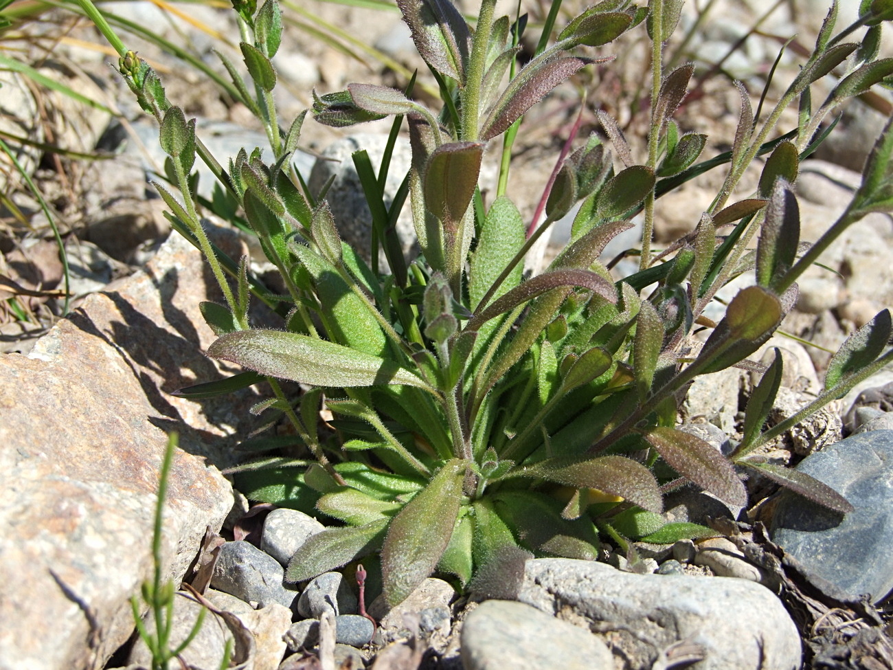 Image of Draba nemorosa specimen.