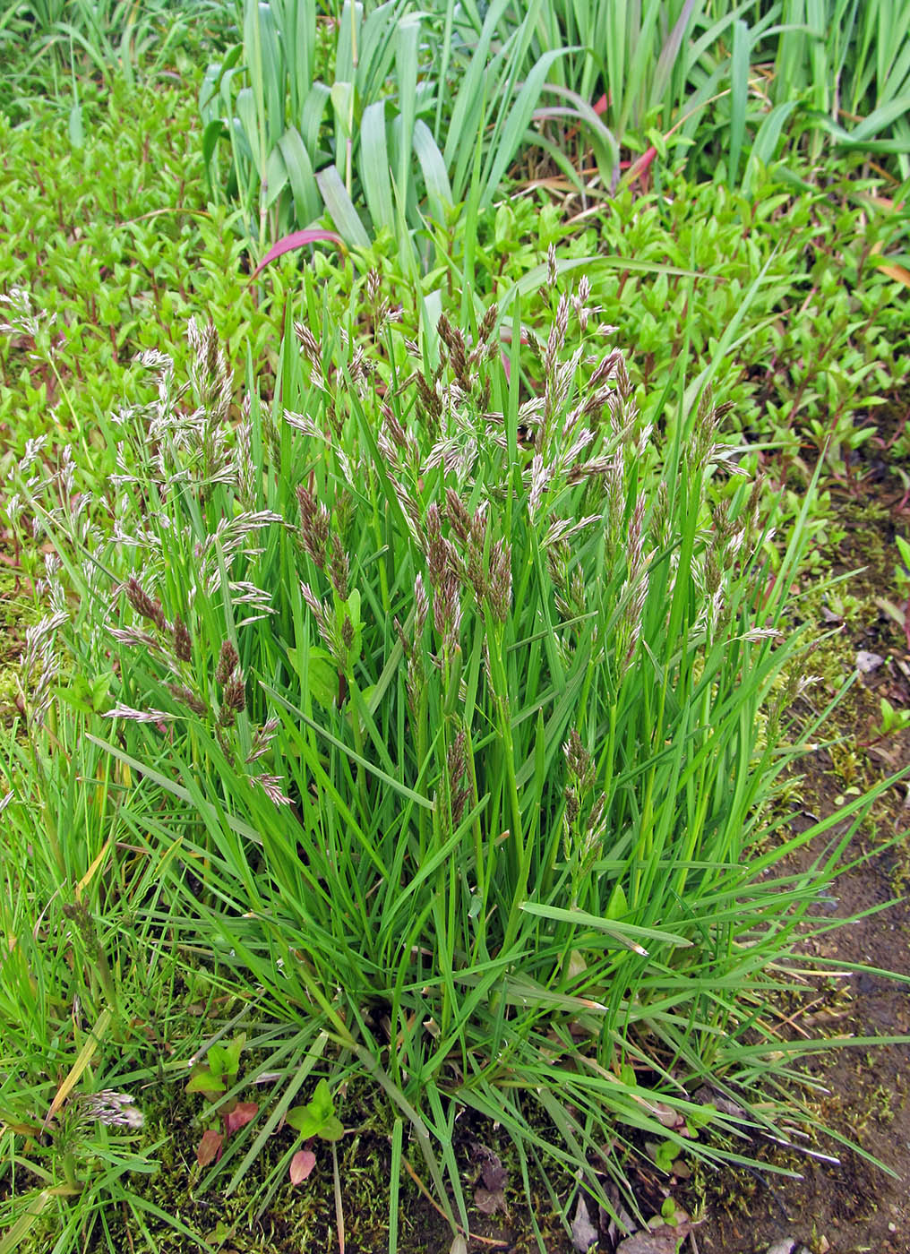 Изображение особи Deschampsia beringensis.