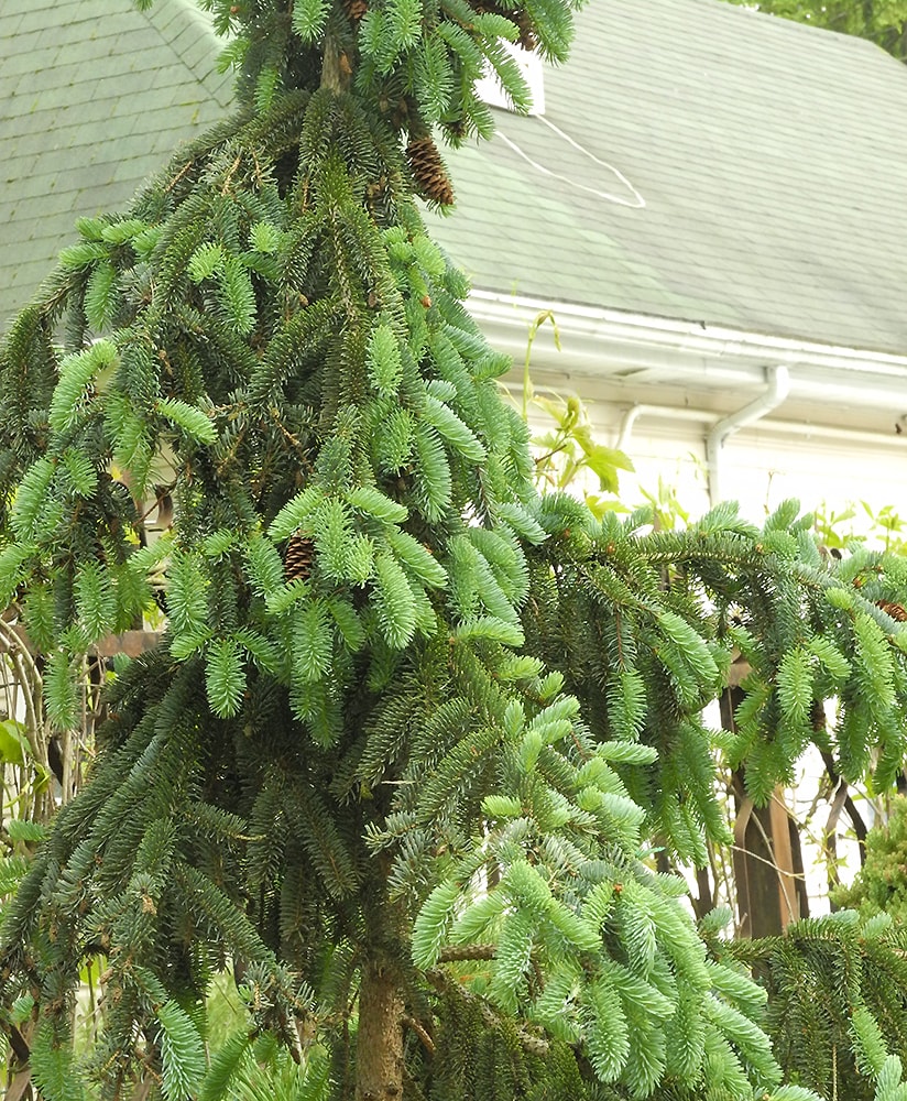 Изображение особи Picea asperata.