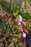 Andromeda polifolia. Веточки с цветками. Мурманская обл., Кольский р-н, окр. пос. Дальние Зеленцы, окр. Столбового озера, сырая кустарничковая тундра на склоне северной экспозиции небольшой сопки. 02.08.2017.