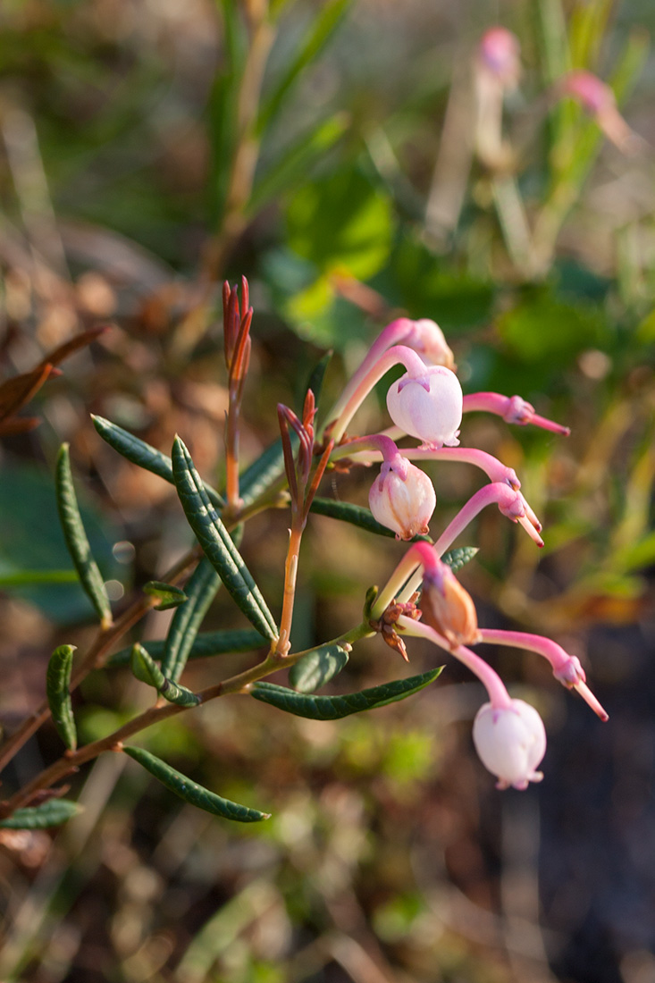 Image of Andromeda polifolia specimen.