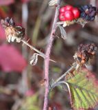 Rubus sanctus